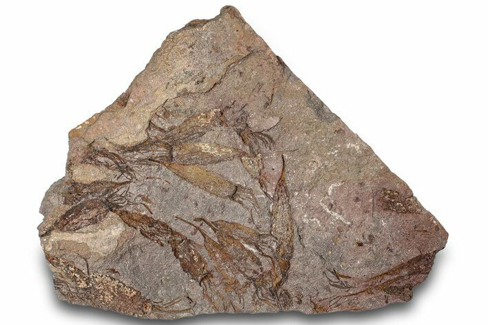Eocrinoid (Ascocystites) Mortality Plate - Ordovician #305171